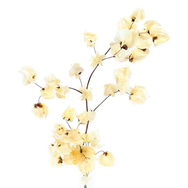 Planta Seca Bougainville 10cm Amarelo Claro