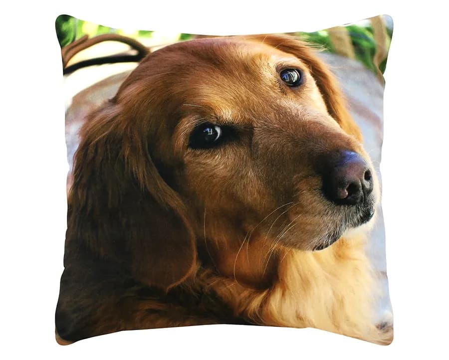 Almofada Decorativa Veludo Pet - Golden