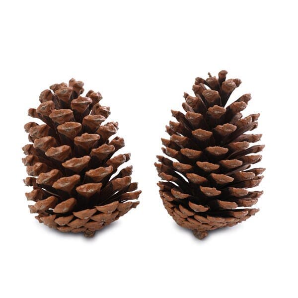 Enfeite de Natal Pinhas Marrom com 2 Peças 12x7cm Cromus