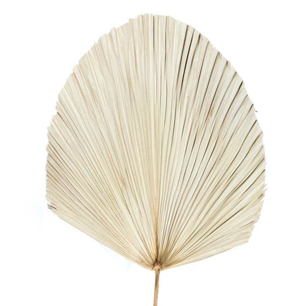 Planta Seca Latania 40cm Bege
