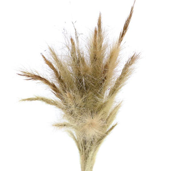 Planta Seca Rabo de Raposa 15cm Bege